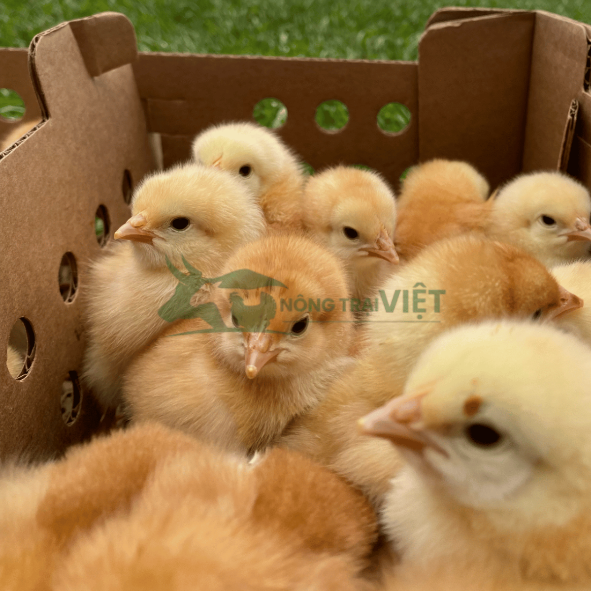 Đàn con giống khỏe mạnh và đồng đều tại cơ sở cung cấp con giống chăn nuôi