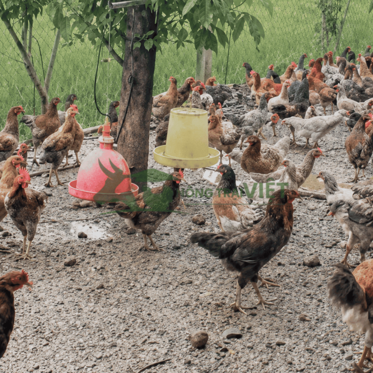 Nền chuồng ẩm ướt làm tăng nguy cơ bệnh ở gà thả vườn