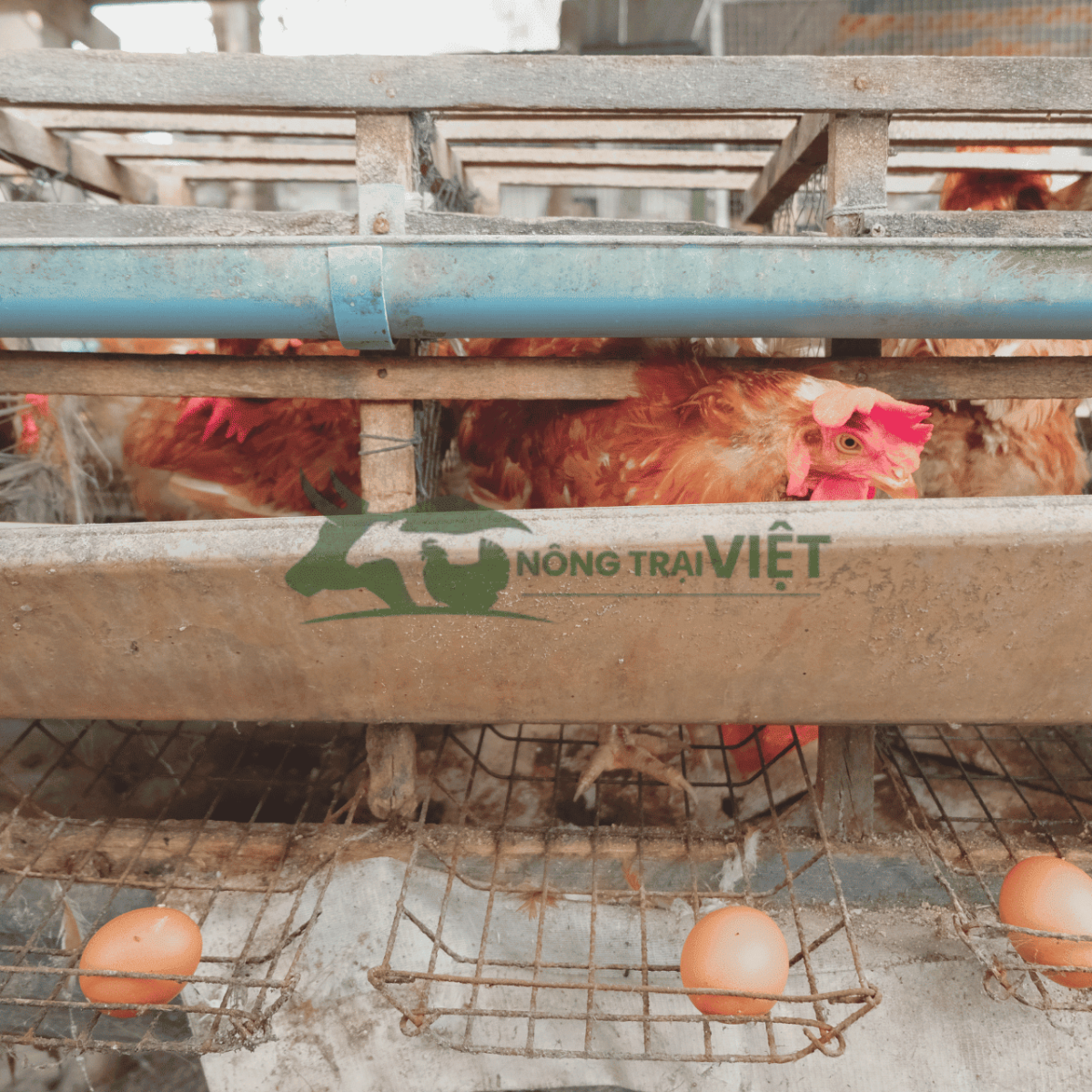Người chăn nuôi gia cầm ghi chép dữ liệu đàn và sản lượng trứng