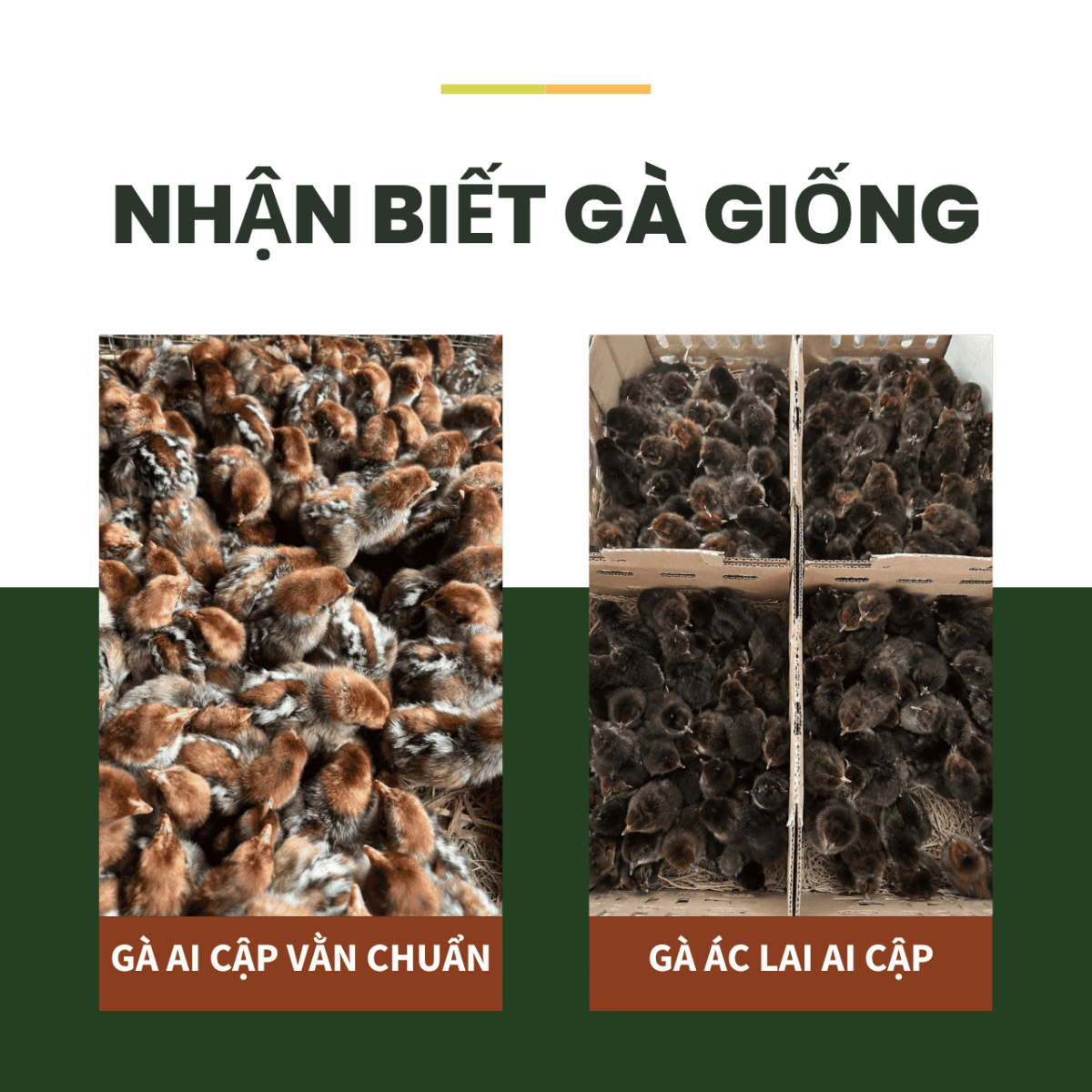 Nhận biết gà Ai Cập vằn chuẩn giống