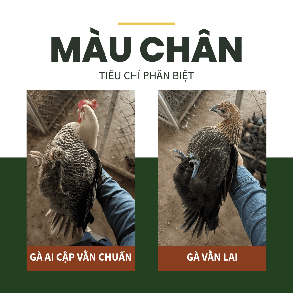 Quan sát màu chân để phân biệt gà Ai Cập vằn chuẩn giống và gà vằn lai