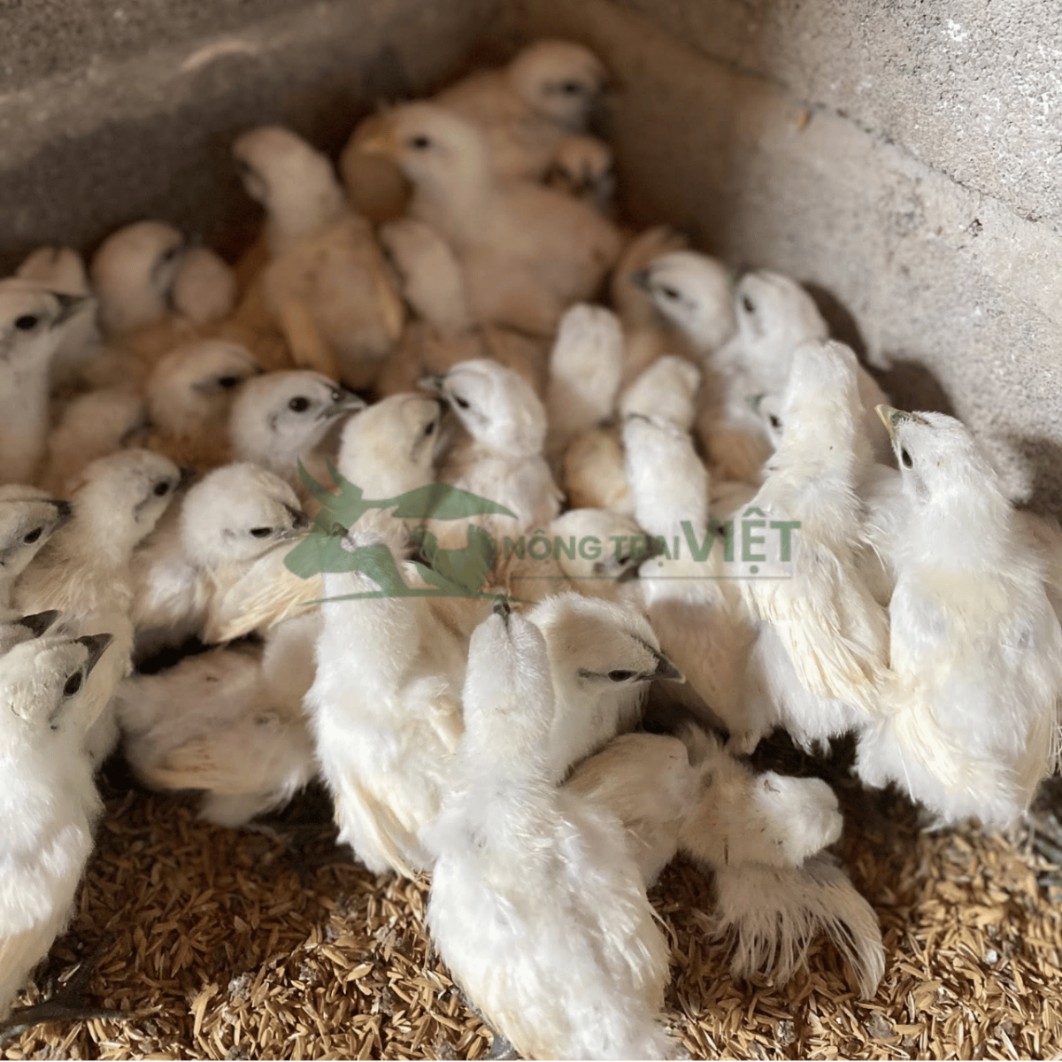 Theo dõi gia cầm con uống nước và thích nghi trong khu úm