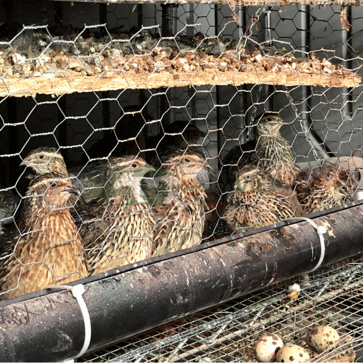 Hệ thống lồng nuôi chim cút đẻ nhiều tầng có khay hứng trứng tự động