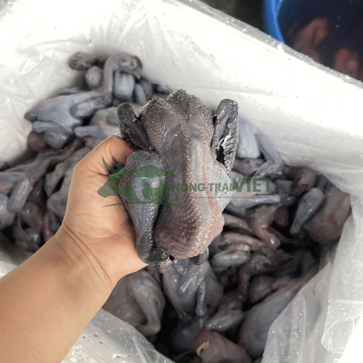 Gà Ác tiềm thuốc bắc món ăn đại bổ cho sức khỏe