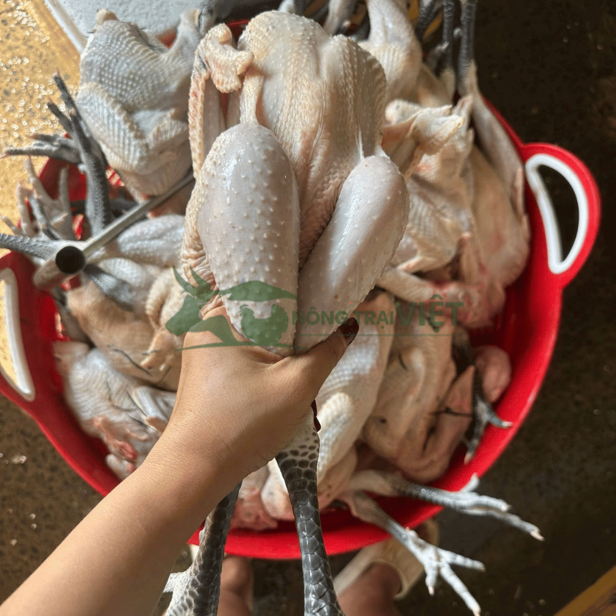 Thịt gà lai chọi đen thương phẩm săn chắc thơm ngon