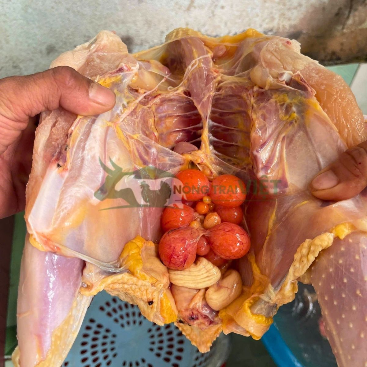 Mẹt thịt gà lai Hồ với lớp da vàng giòn và thớ thịt đỏ au hấp dẫn