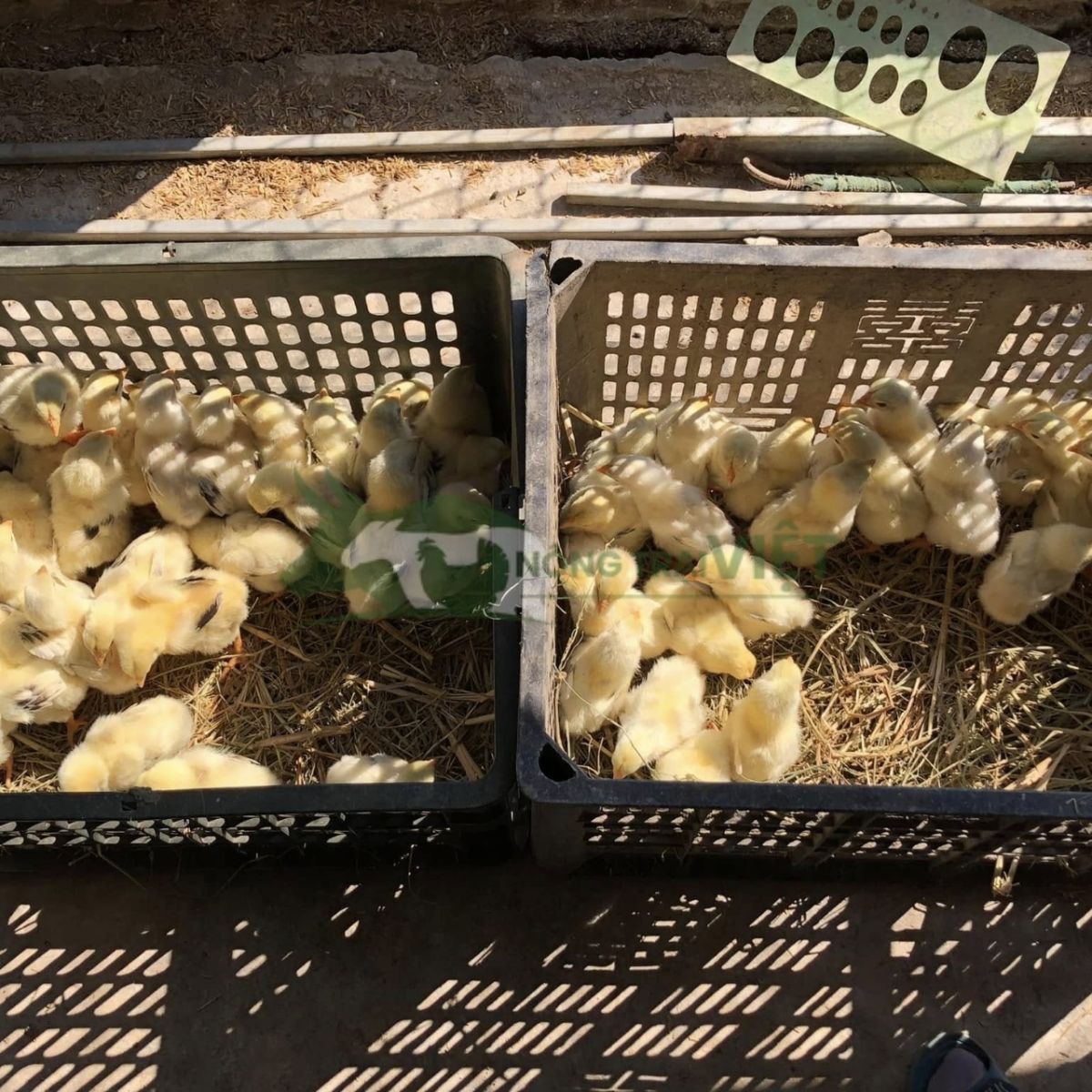 Đàn gà lai Hồ giống 1 ngày tuổi mắt sáng chân to khỏe mạnh