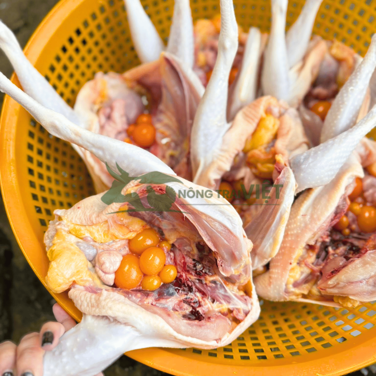 Phẩm chất thịt gà Lương Phượng thương phẩm chuẩn vị