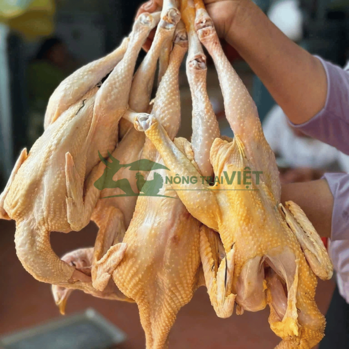 Phẩm chất thịt gà ri lai thương phẩm săn chắc thơm ngon