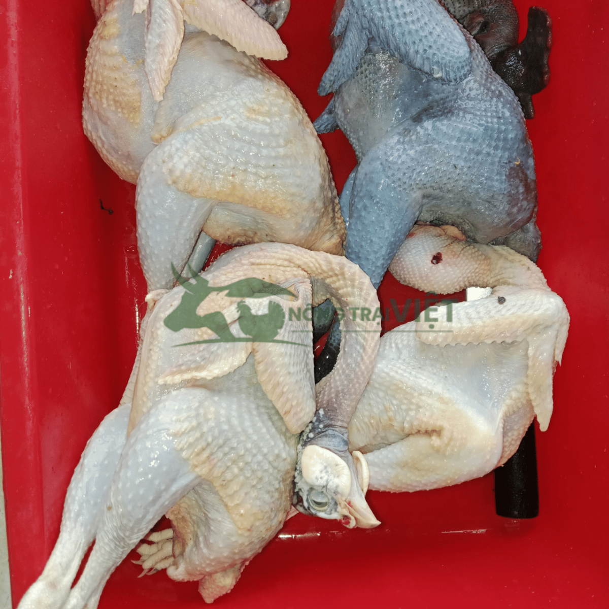 Thịt gà sao thương phẩm săn chắc da vàng