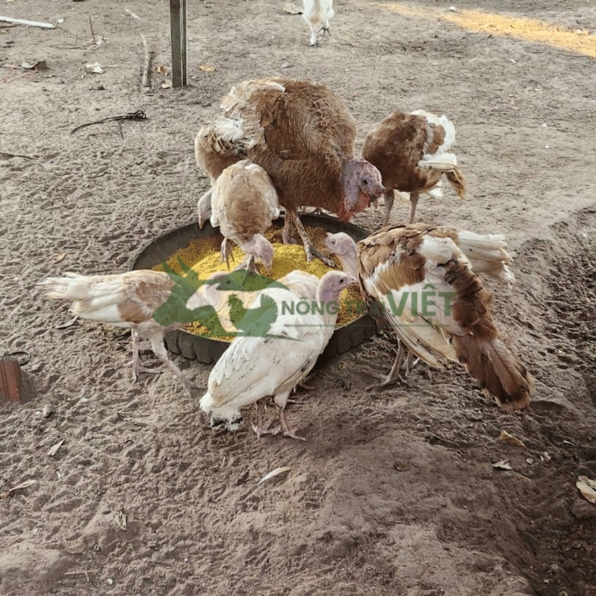 Phối trộn thức ăn cho gà tây bằng thân chuối băm và cám ngô