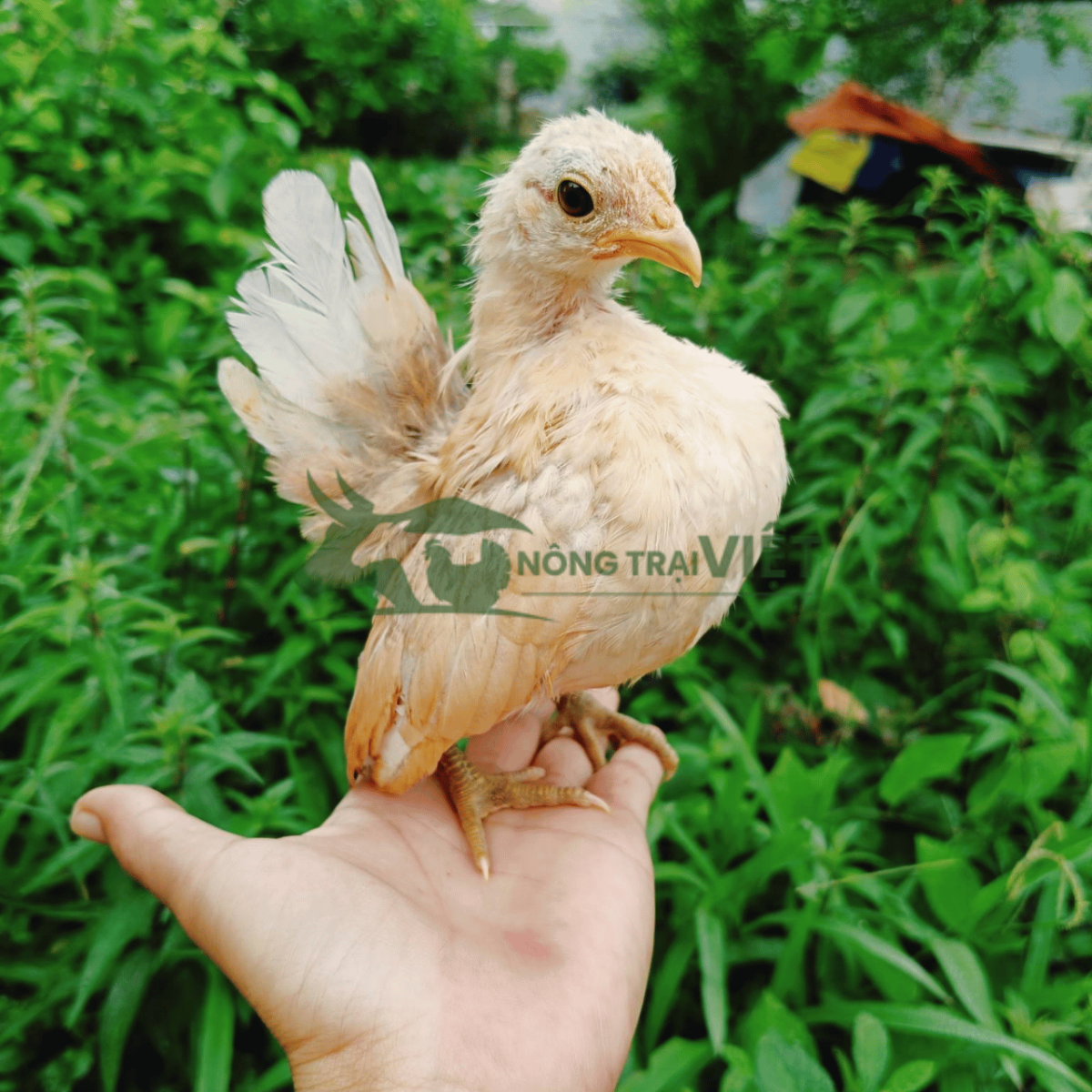 Tư vấn quy trình chăn nuôi và luyện dáng gà Serama giống