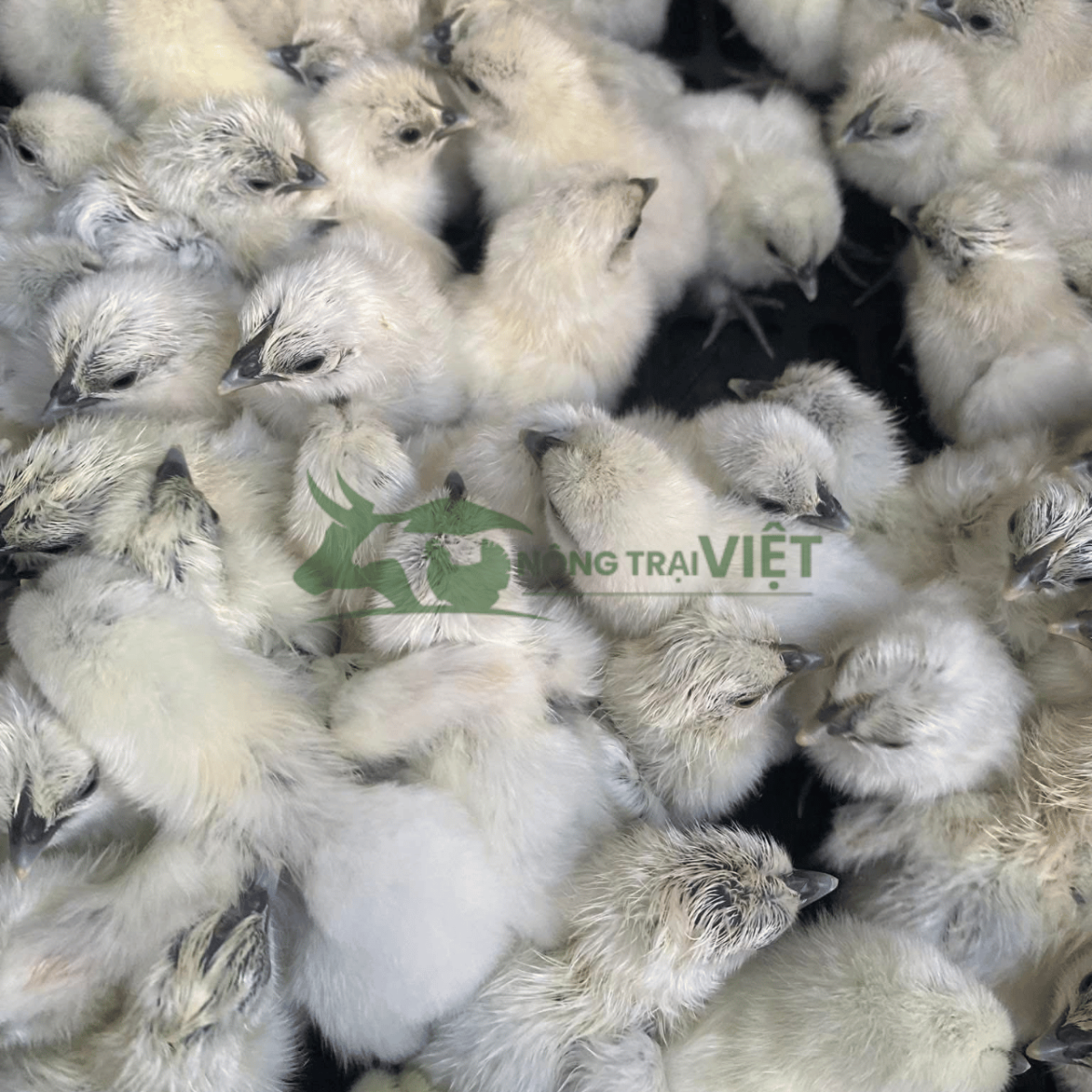 Gà Ác giống chuẩn rặc ngũ đen tại Hòa Hưng