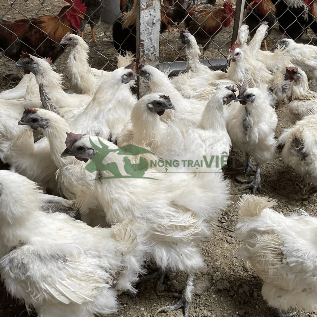 Hỗ trợ kỹ thuật chăn nuôi gà Ác giống tại Diên Hồng