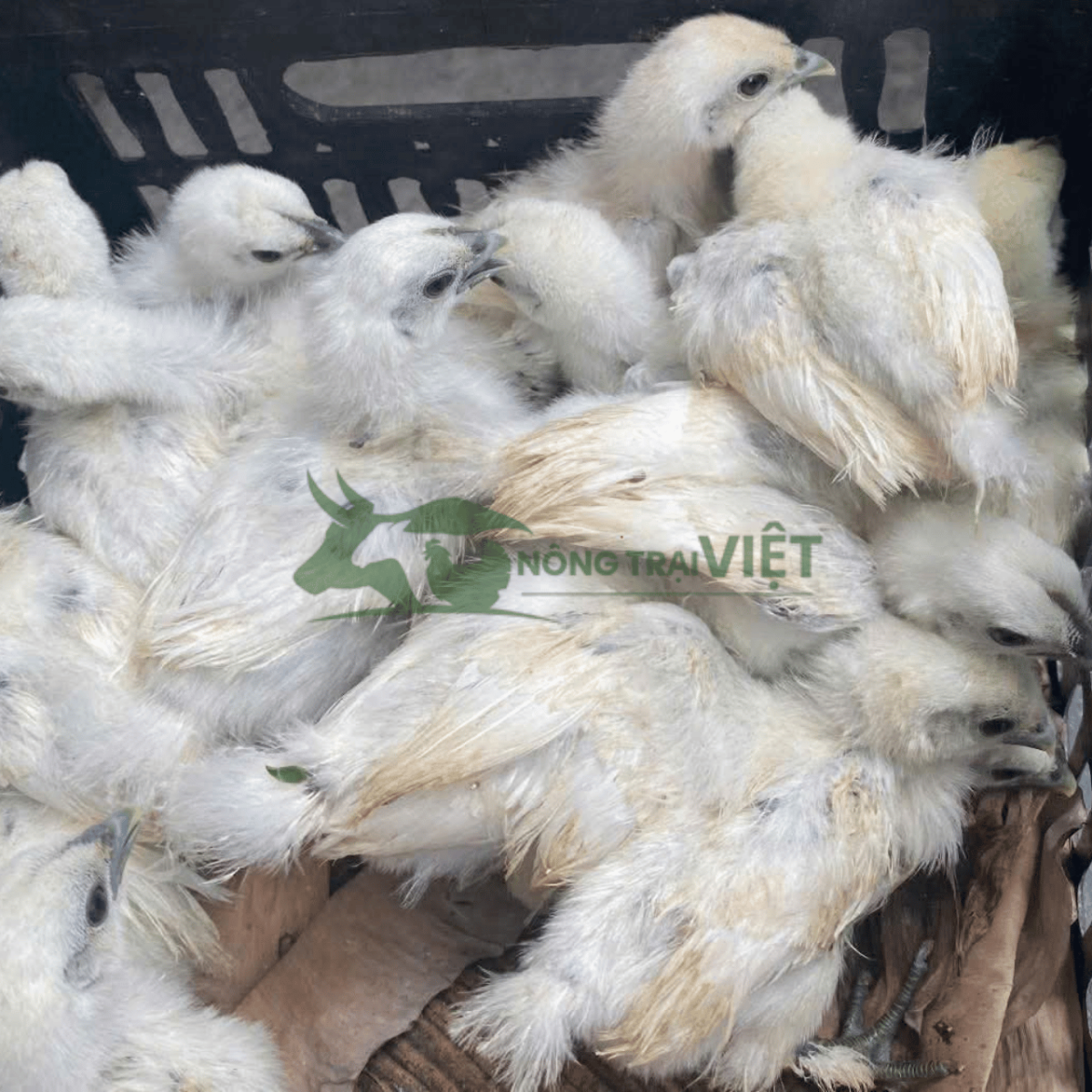 Gà Ác giống lông trắng chân đen lanh lợi tại Phú Thọ