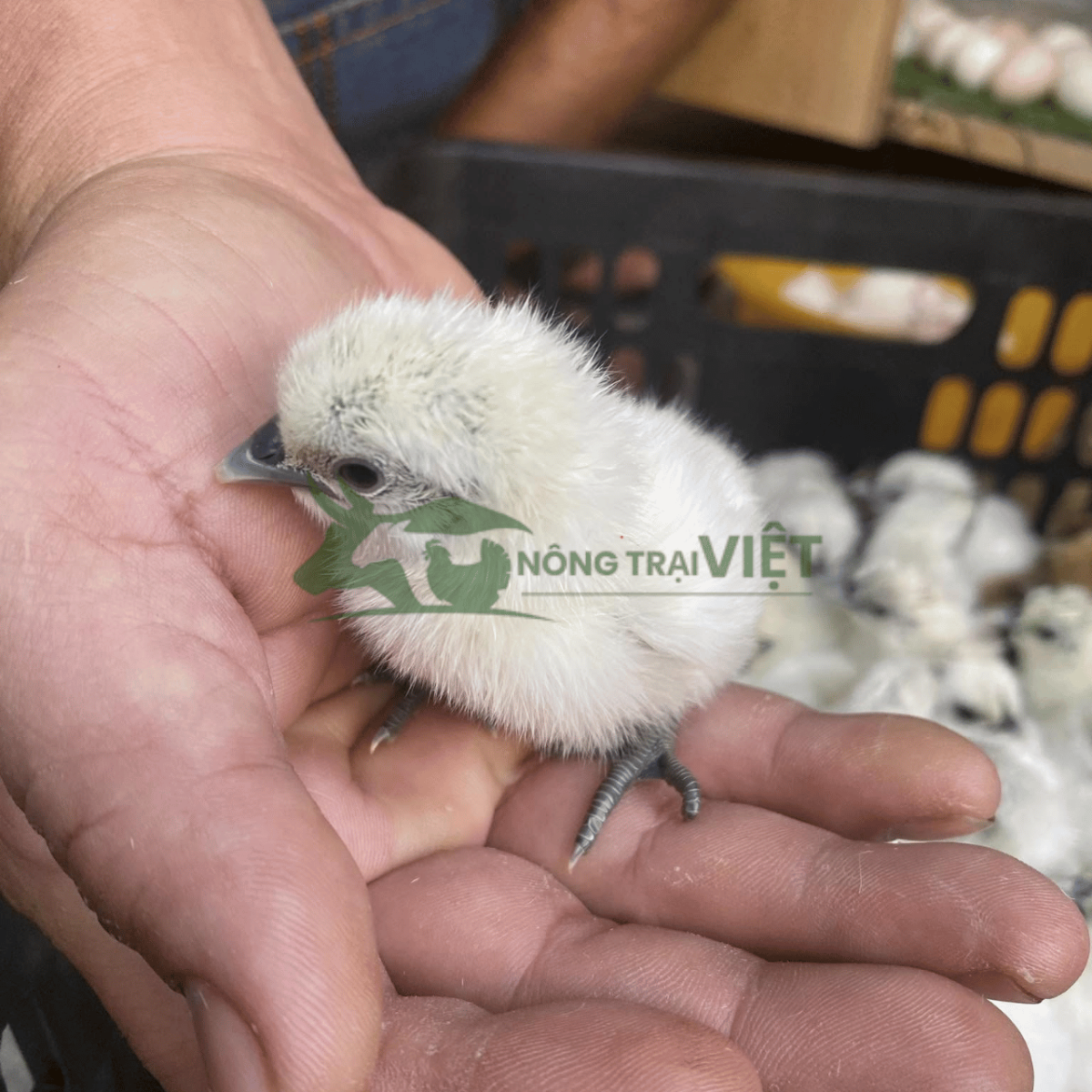 Gà Ác giống khỏe mạnh bóc trứng tại Hòa Bình