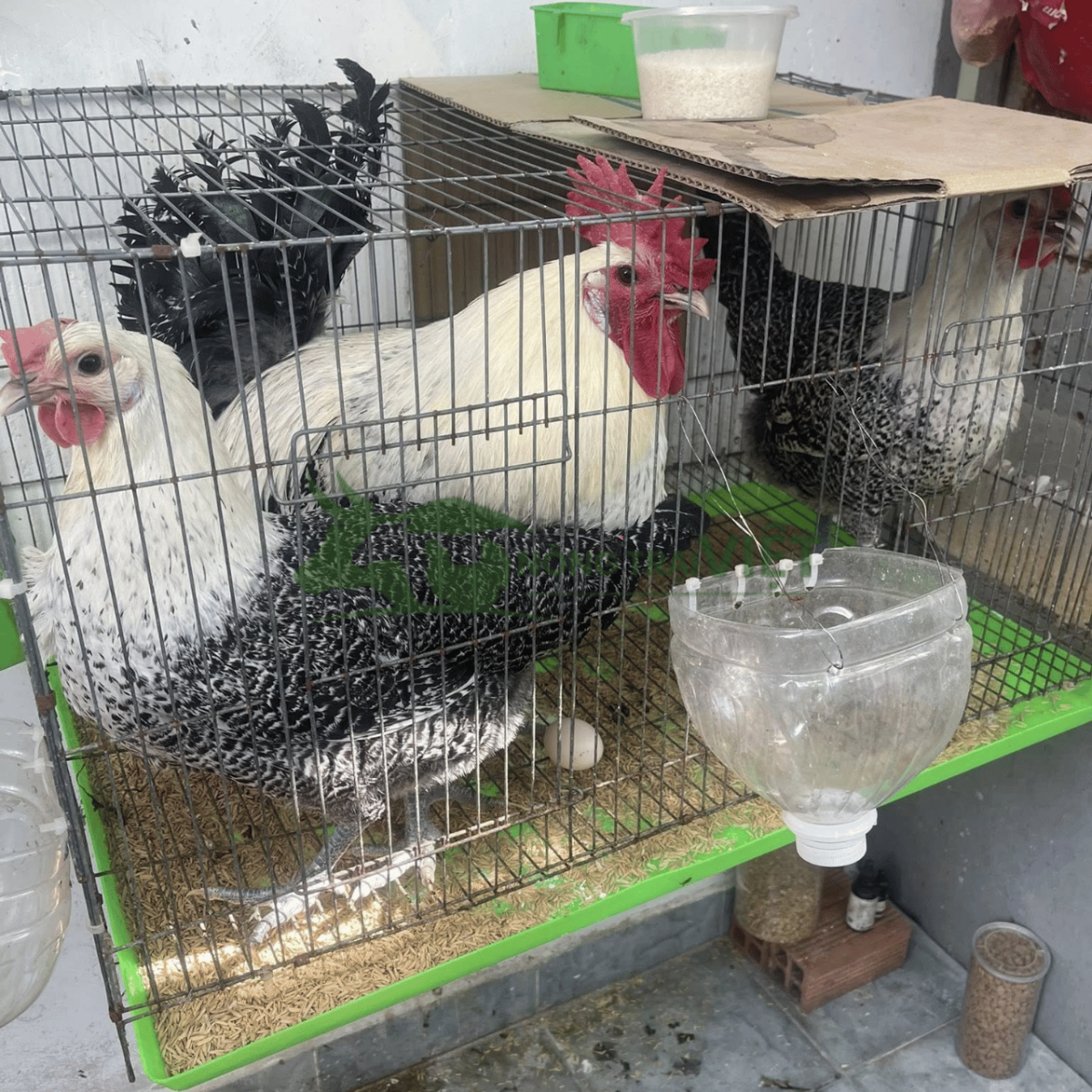 Đặc điểm nhận diện gà Ai Cập vằn giống chuẩn F1 tại Chánh Hưng