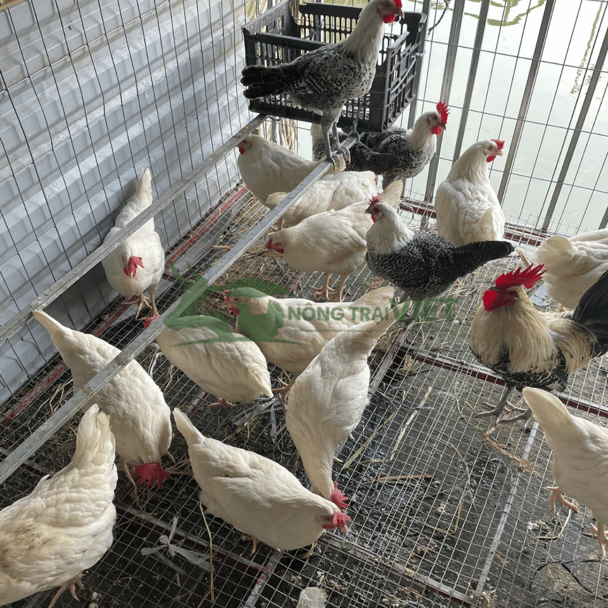 Hỗ trợ kỹ thuật chăn nuôi gà Ai Cập vằn giống tại Bình Đông TP.HCM