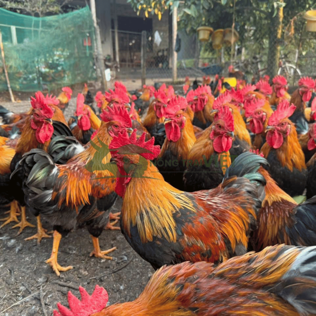 Gà Chíp Tàu trưởng thành vóc dáng đẹp năng suất cao