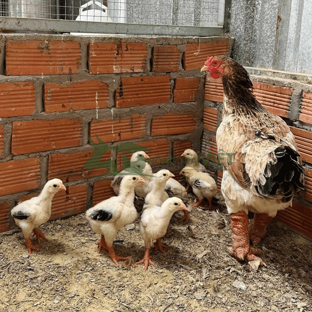 Gà Đông Tảo giống thuần chủng chân to tại Vườn Lài