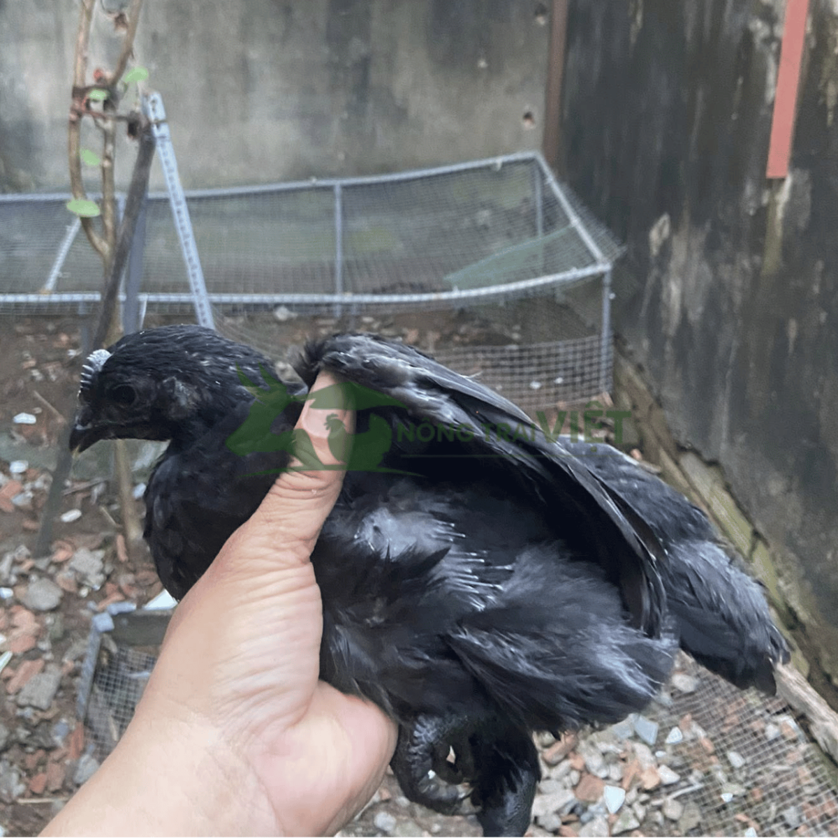 Thịt gà H'Mông đen xương đen thịt đen bổ dưỡng