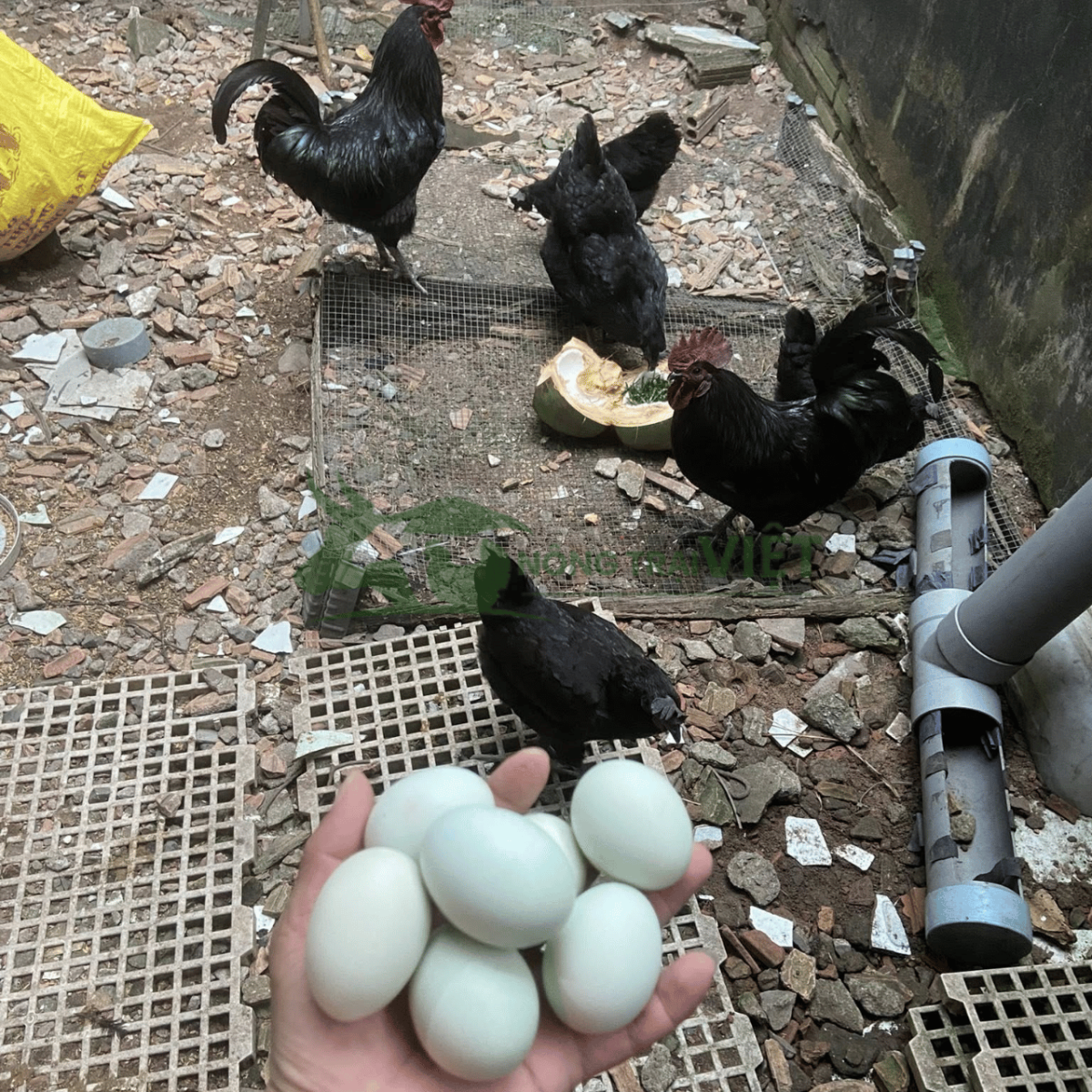 Hỗ trợ kỹ thuật chăn nuôi gà H'Mông đen giống tại Chánh Hưng TP.HCM
