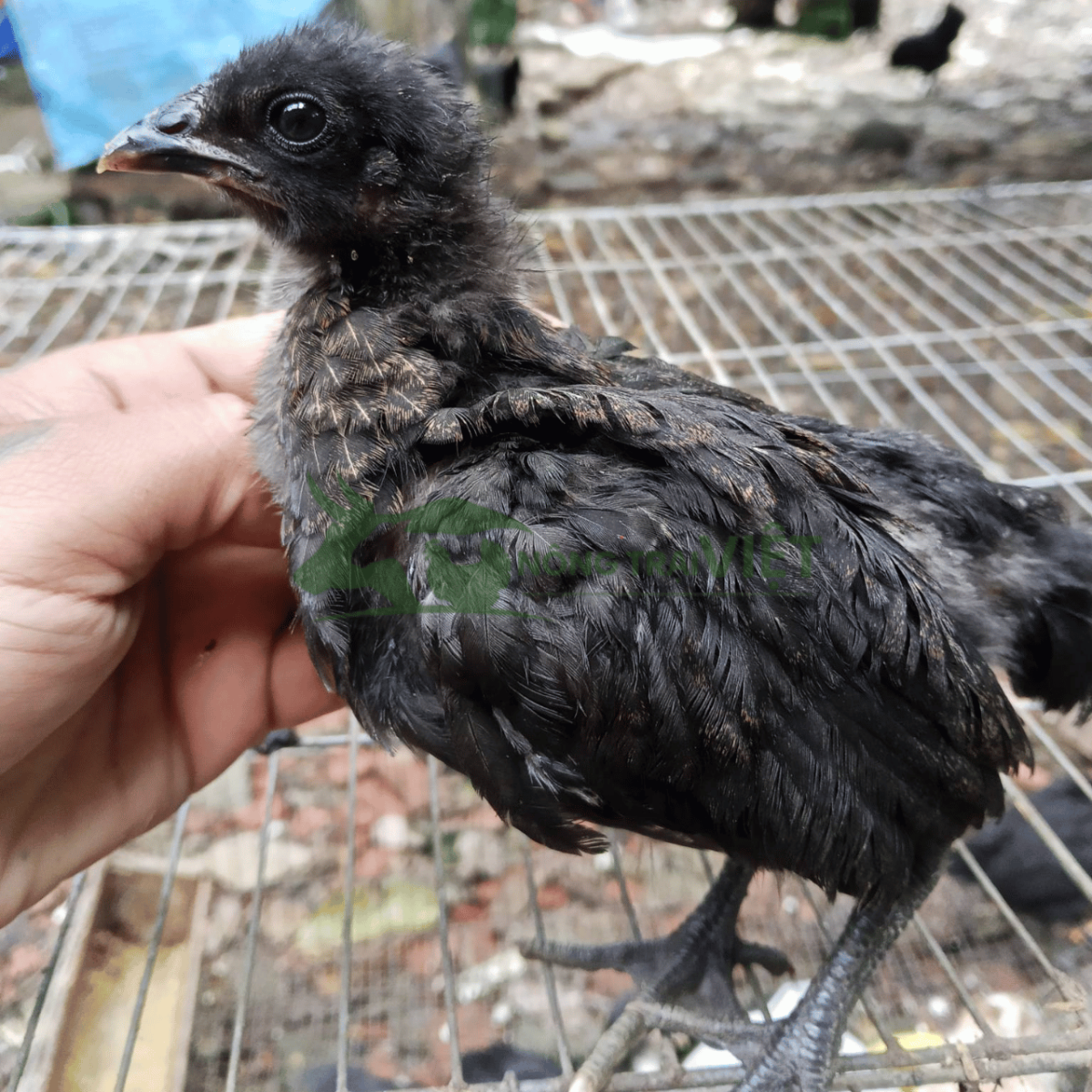 Gà H'Mong đen giống chuẩn ngũ đen tại Bình Đông