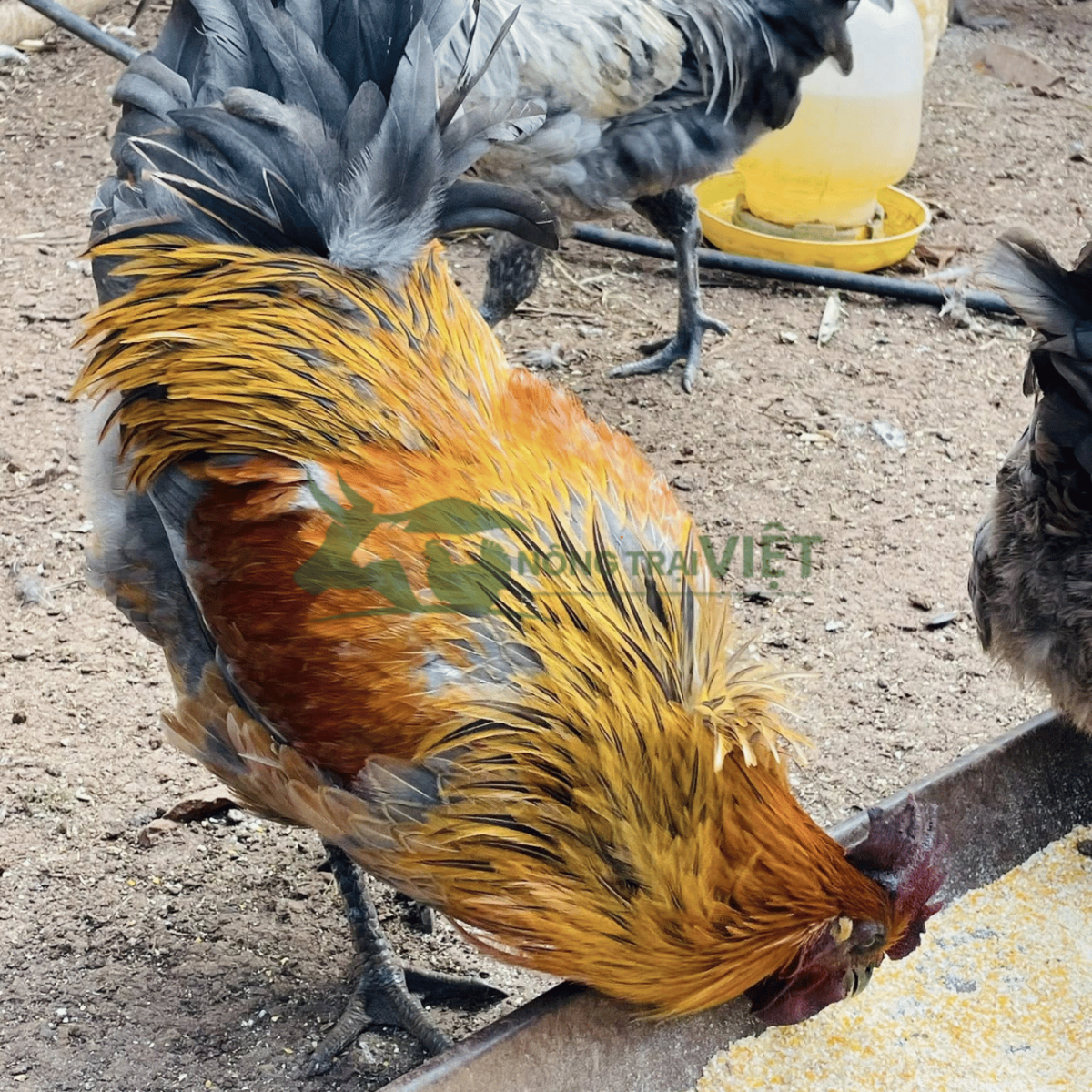 Hỗ trợ kỹ thuật chăn nuôi gà H'Mông đen giống tại Diên Hồng
