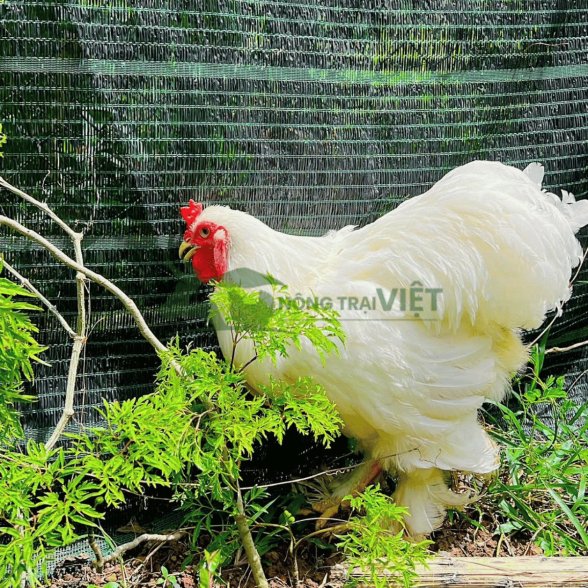 Gà Kỳ Lân giống Brahma khổng lồ chân lông dày tại Phú Thuận