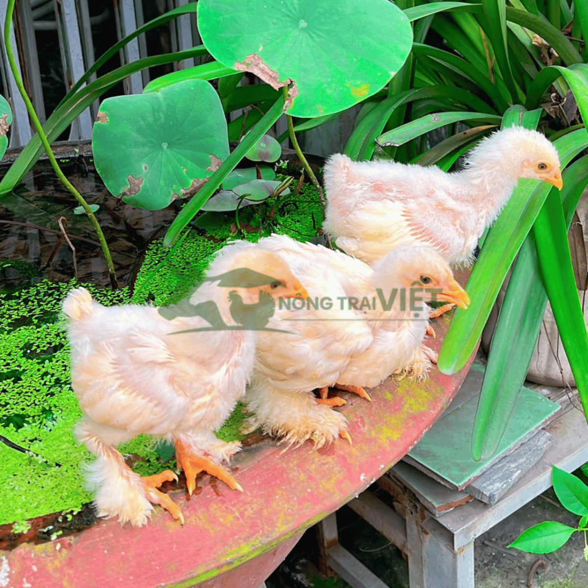 Chi tiết lông chân xòe và phom dáng khổng lồ của gà Kỳ Lân giống chuẩn gen Brahma