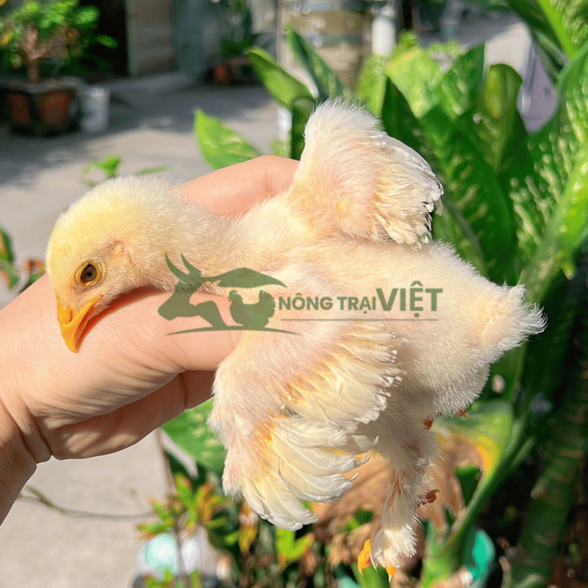 Hỗ trợ kỹ thuật chăn nuôi gà Kỳ Lân giống tại Chánh Hưng TP.HCM