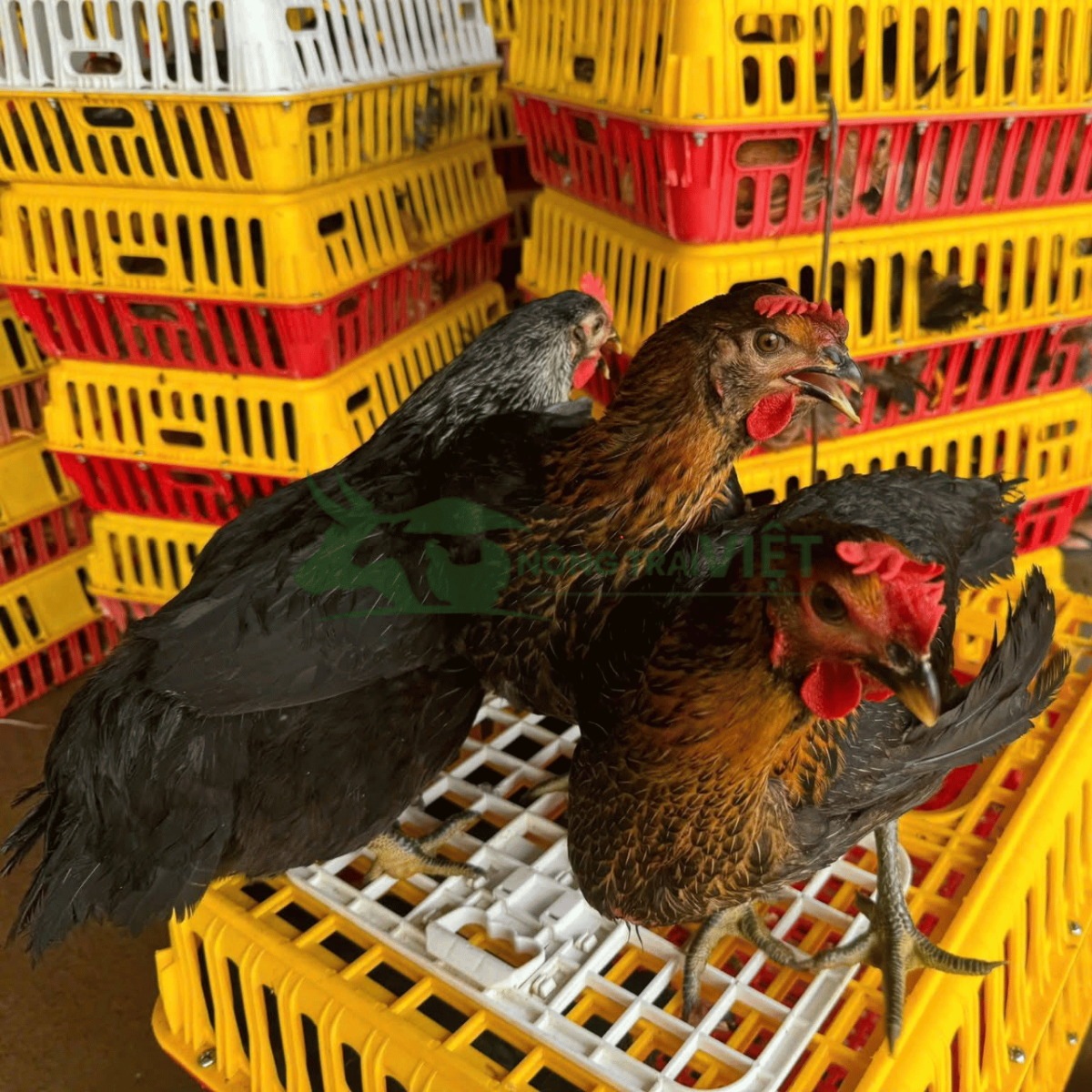 Đặc điểm gà lai chọi đen giống chuẩn hắc kê tại Chánh Hưng