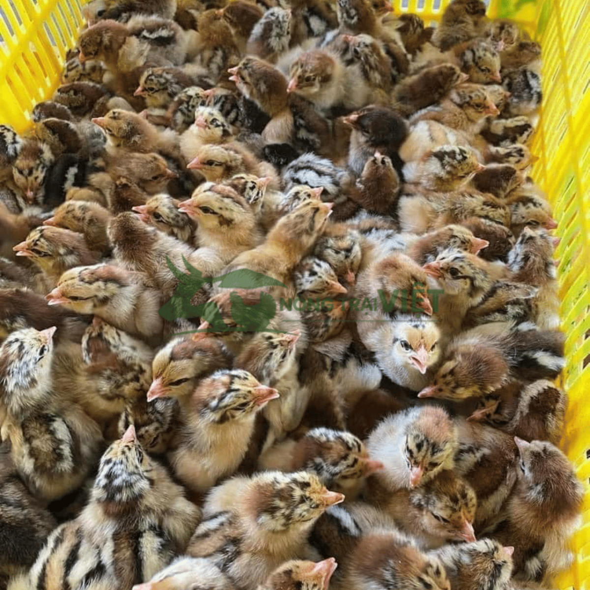 Trại gà Lương Phượng giống chất lượng cao tại Phường Xuân Hòa Thành phố Hồ Chí Minh