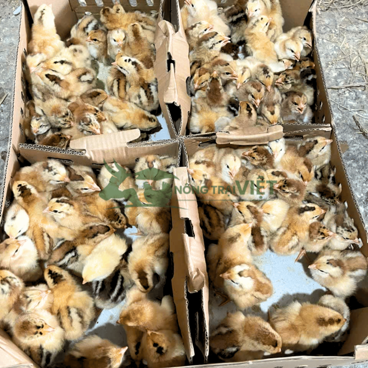 Quy trình chăm sóc gà Lương Phượng giống chuyên nghiệp tại Nông Trại Việt