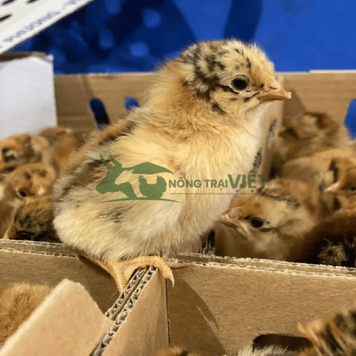 Trại gà Lương Phượng giống chất lượng cao tại Phường Sài Gòn Thành phố Hồ Chí Minh