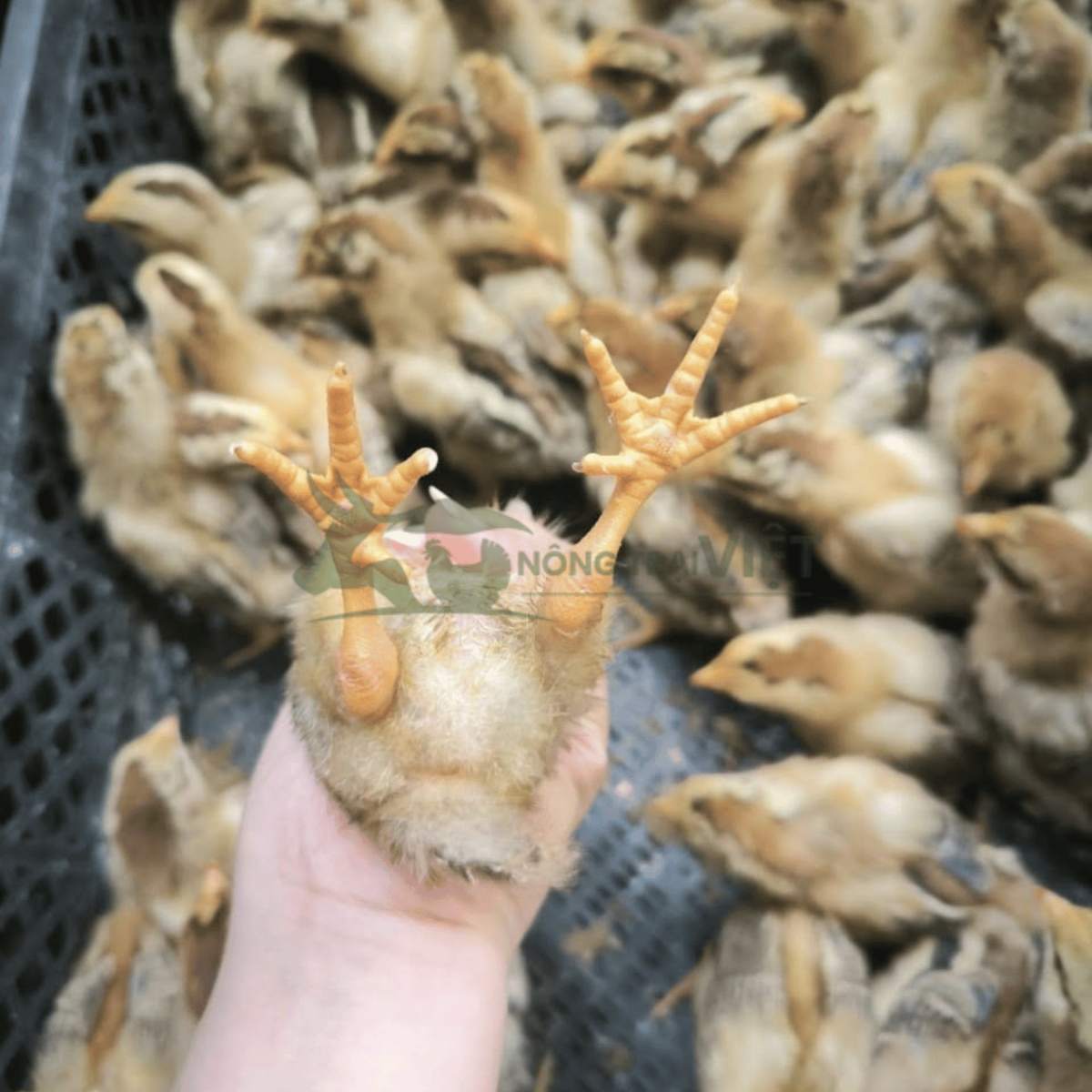 Chi tiết ngoại hình và đặc điểm chân vàng của gà Lương Phượng giống