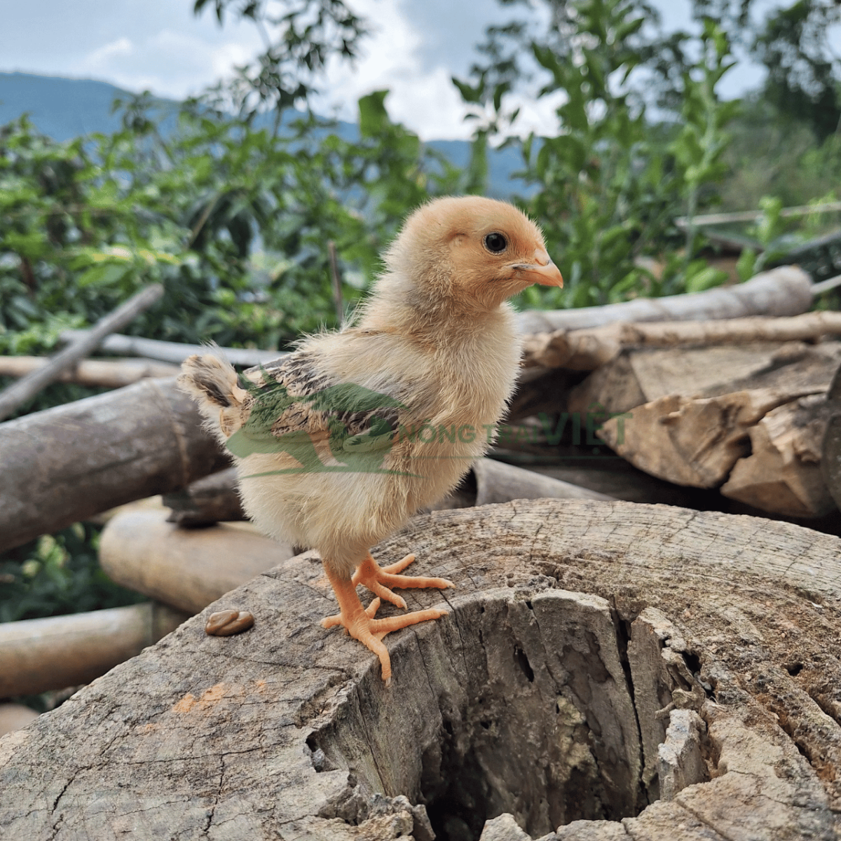 Chi tiết ngoại hình và chân vàng rực rỡ của gà Lương Phượng giống