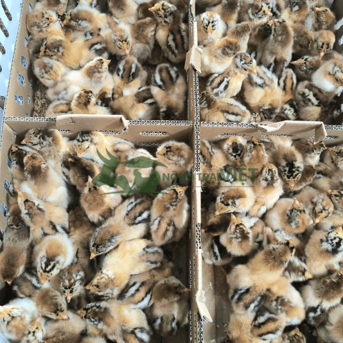 Trại cung cấp gà Lương Phượng giống năng suất cao tại Phường Bàn Cờ Thành phố Hồ Chí Minh