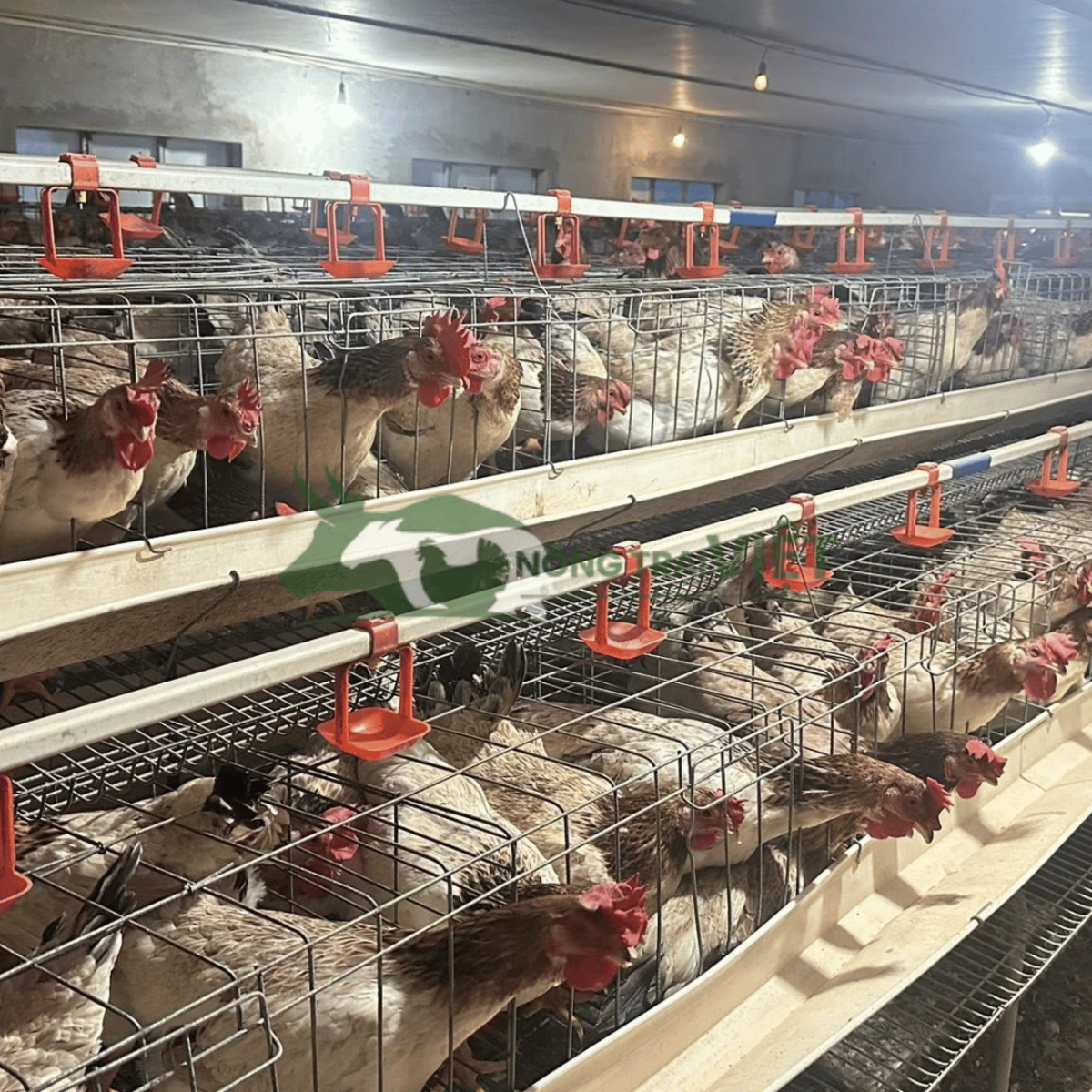 Đàn gà mía bố mẹ khỏe mạnh tại Nông Trại Việt 