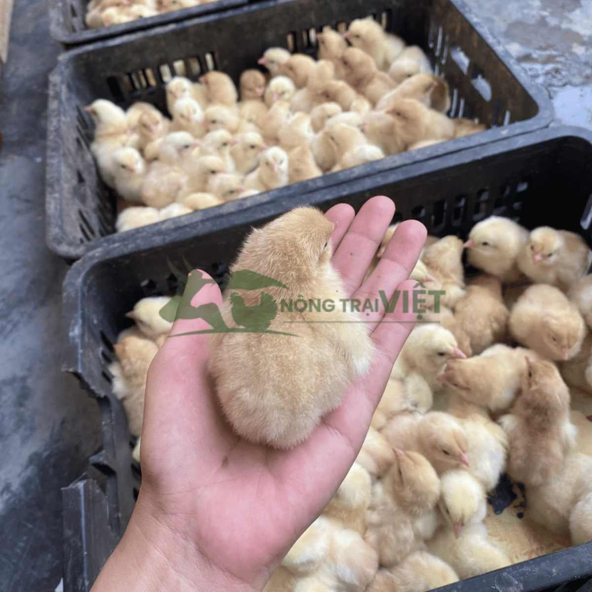 Gà Mía giống khỏe mạnh lanh lợi tại Bình Thới