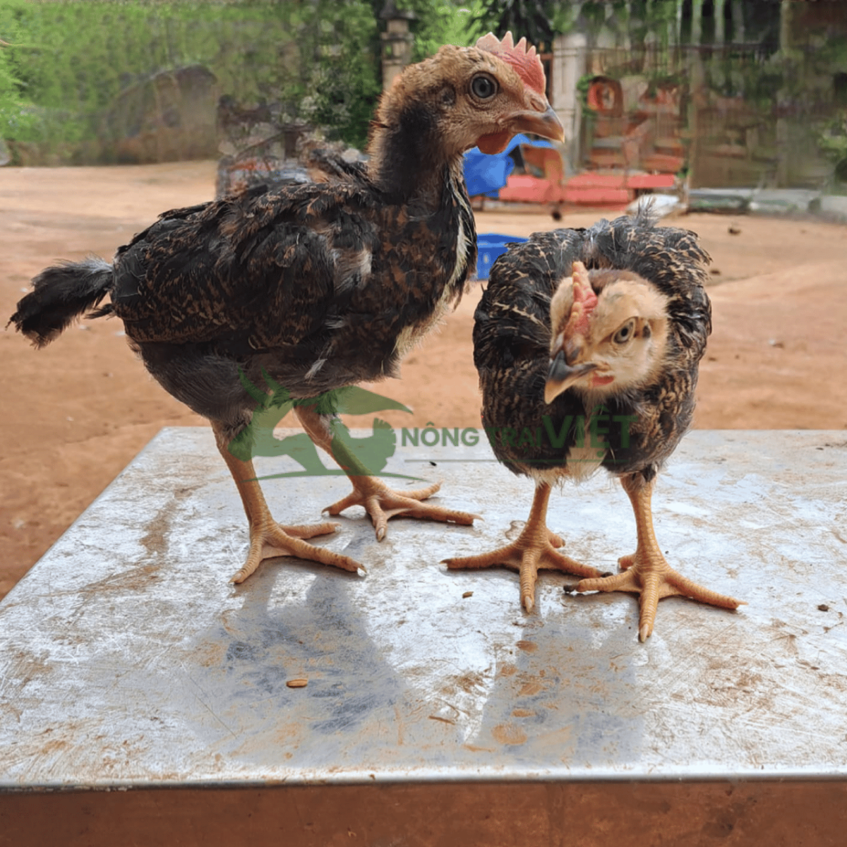 Gà Minh Dư giống khỏe mạnh đồng đều tại Phú Thọ