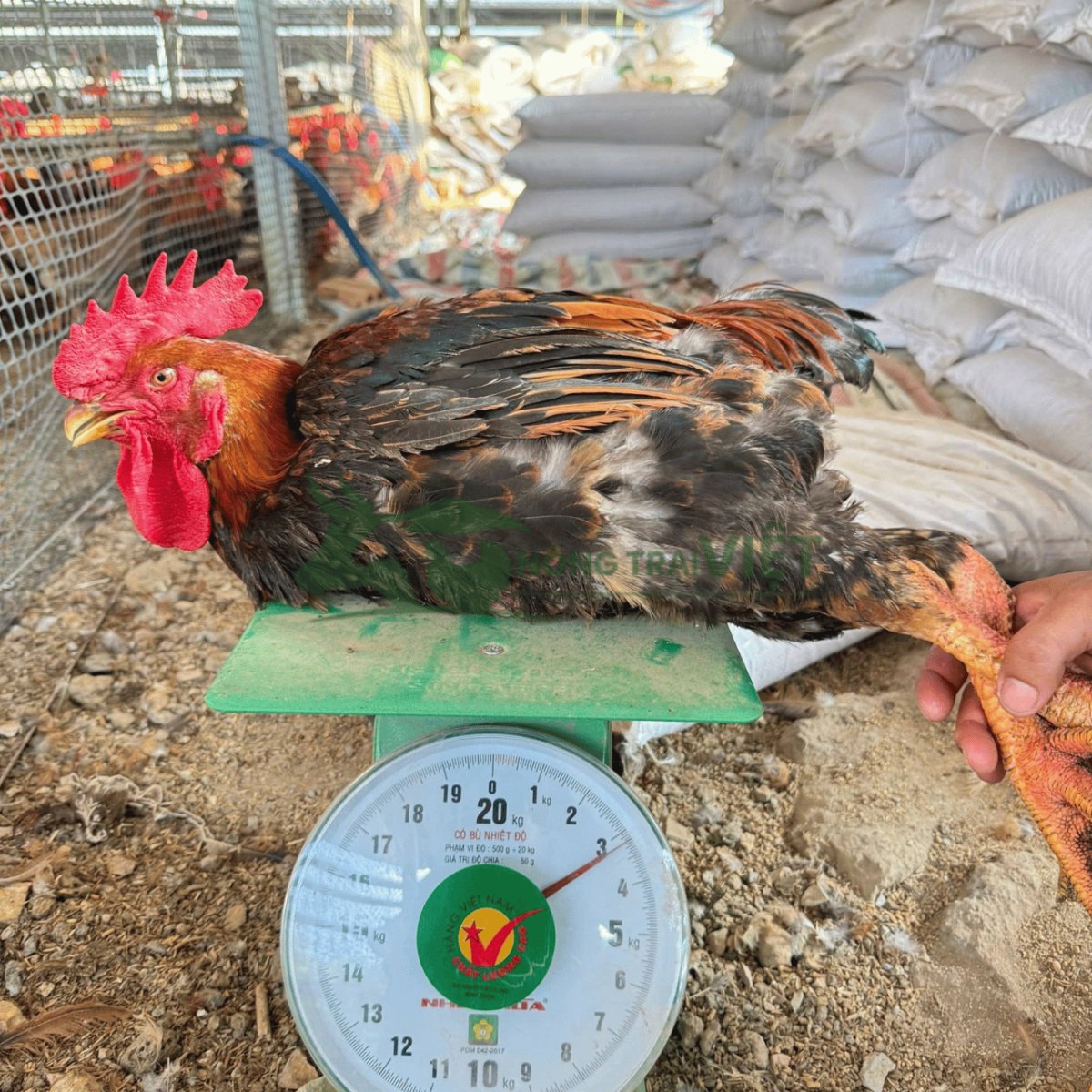 Trại gà Ri Lai giống năng suất bứt phá tại Phường Khánh Hội Thành phố Hồ Chí Minh