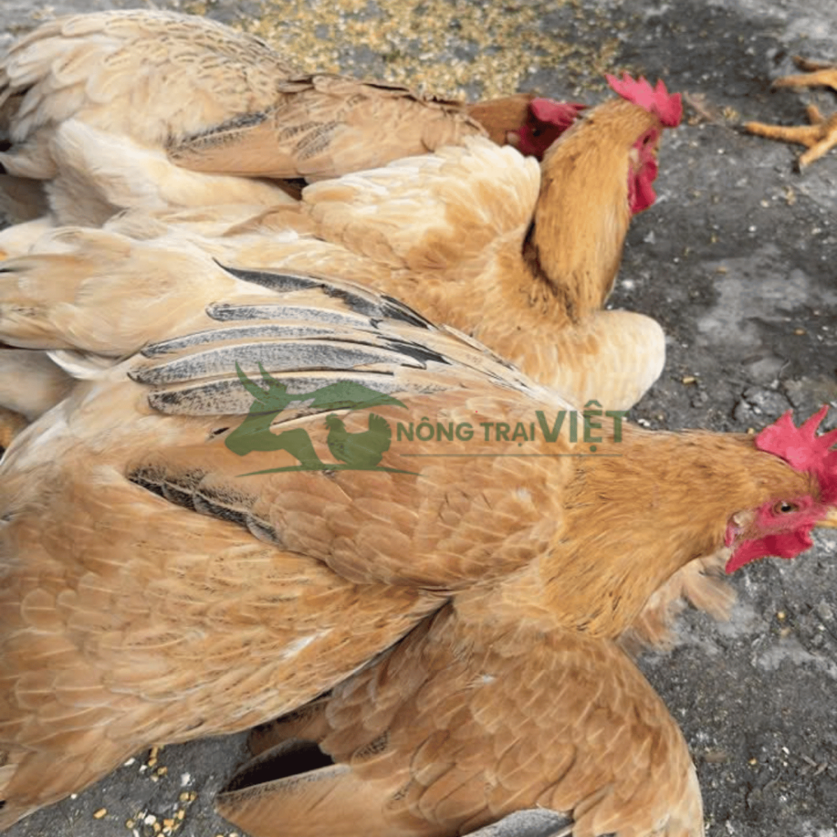Phẩm chất thịt gà ri lai thương phẩm săn chắc thơm ngon