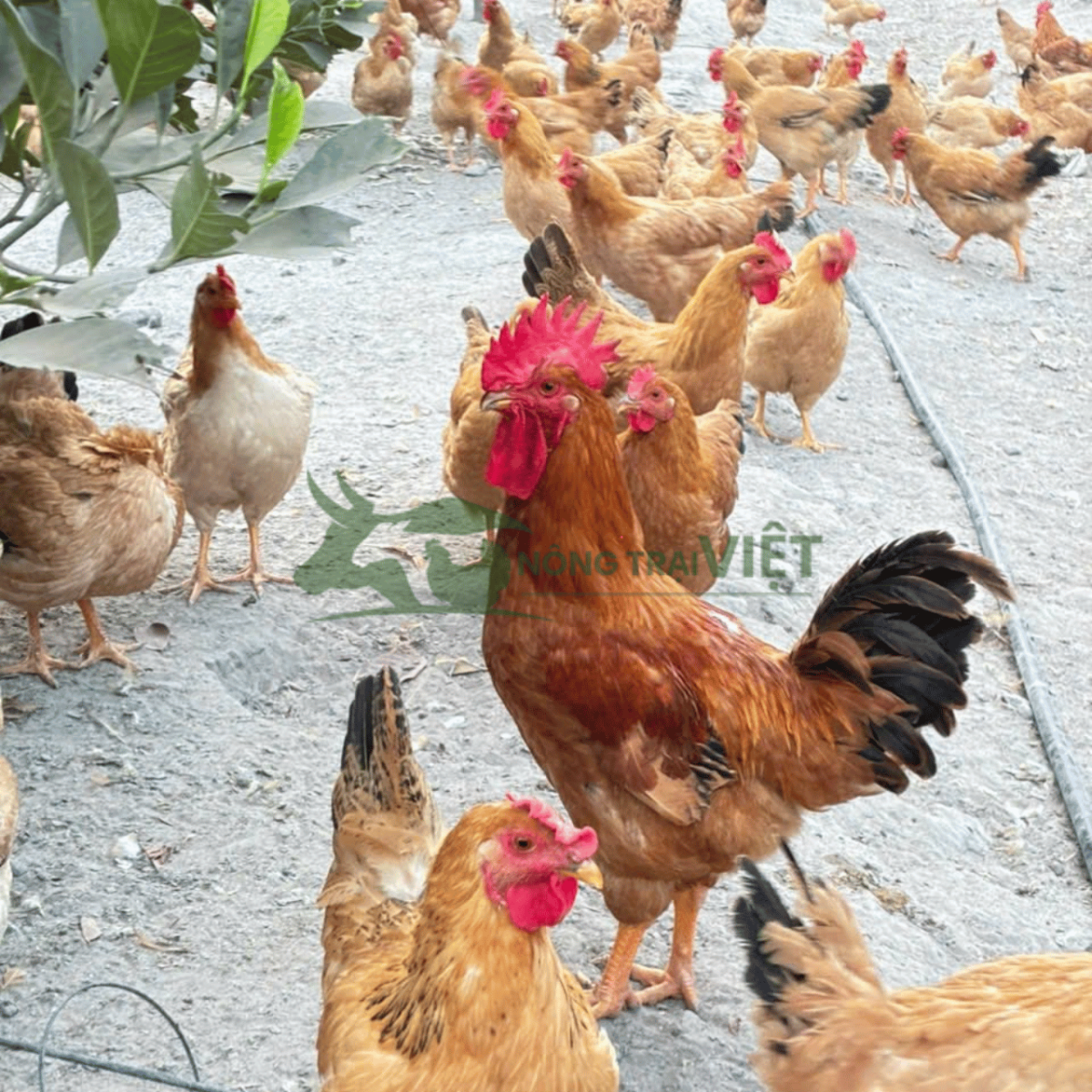 Gà Ri Lai trưởng thành vóc dáng đẹp năng suất cao