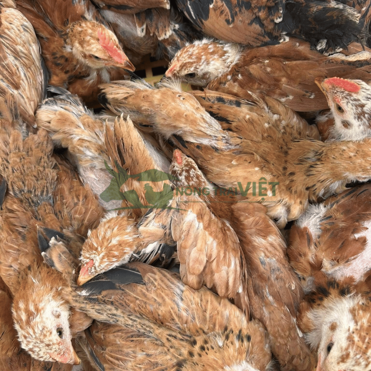 Gà Ri Lai giống khỏe mạnh lanh lợi tại Phú Thọ