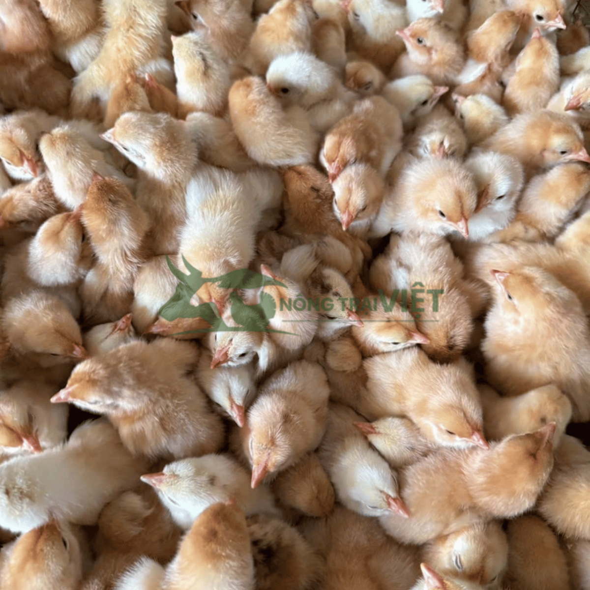 Gà Ri lai giống khỏe mạnh nhanh lớn tại Hòa Bình
