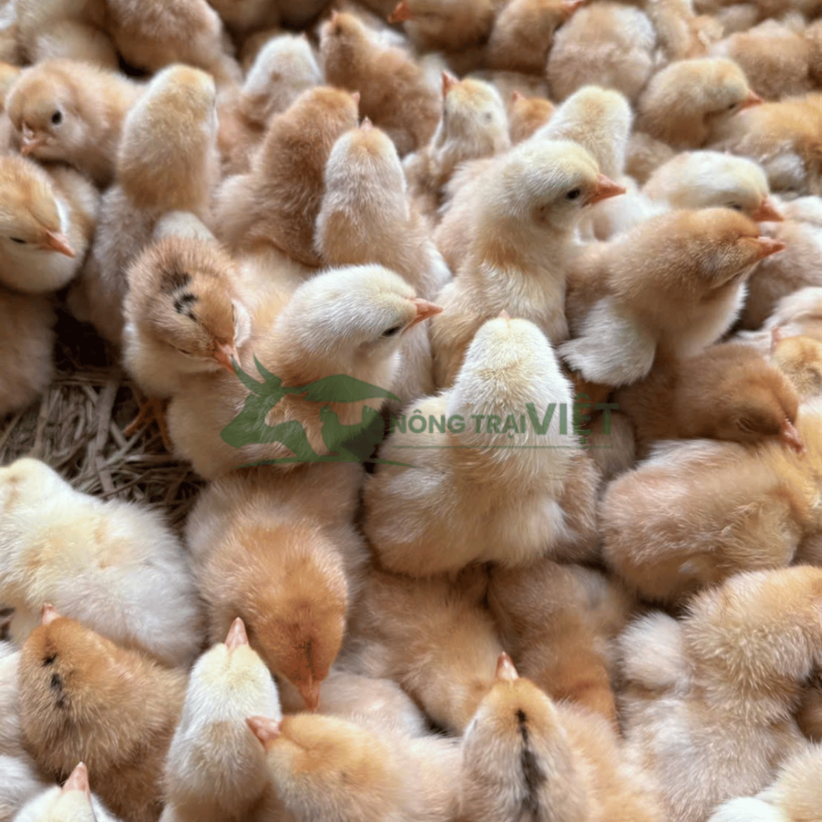 Gà Ri lai giống lanh lợi nhanh lớn tại Bình Thới
