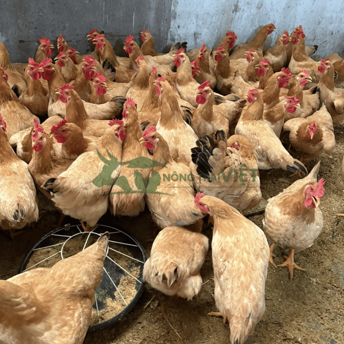 Hỗ trợ kỹ thuật chăn nuôi gà Ri lai giống tại Phú Định TP.HCM