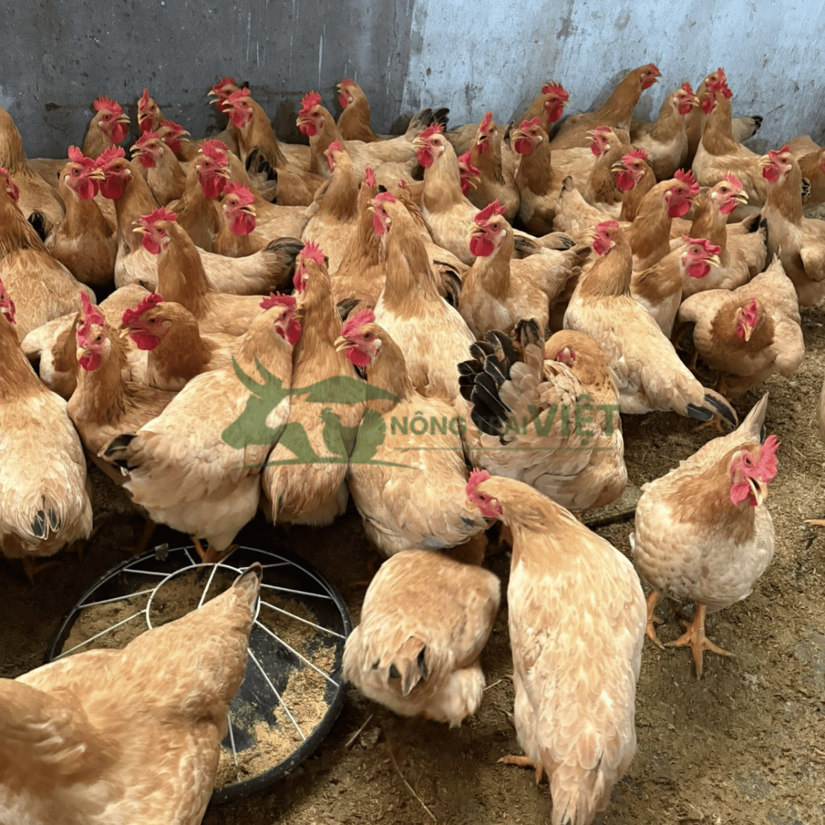 Gà Ri lai trưởng thành thịt chắc da vàng mã lông đẹp