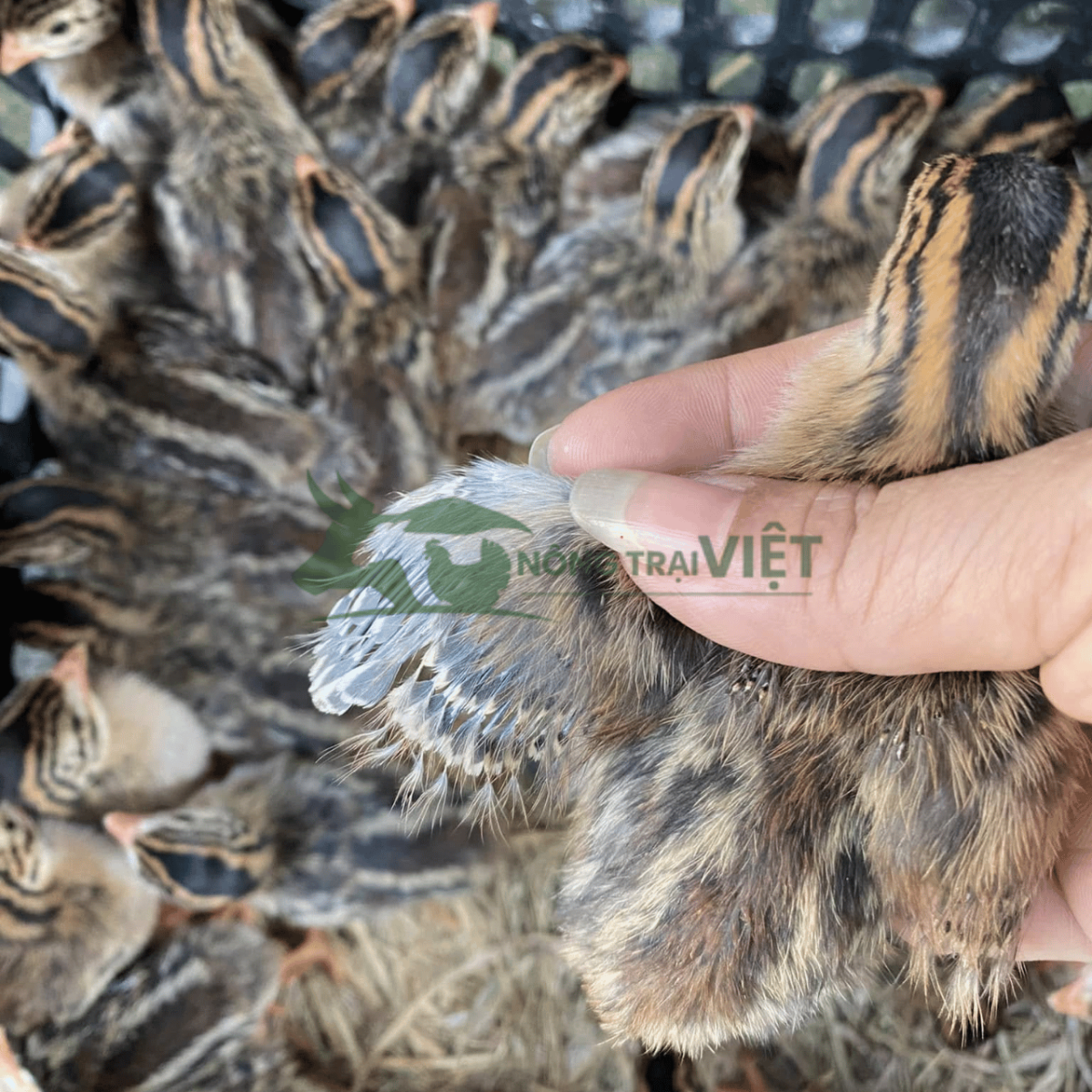 Gà sao giống khỏe mạnh bứt phá trọng lượng tại Chánh Hưng